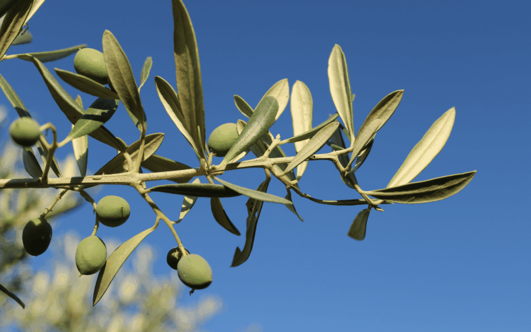 Natives Olivenöl kaufen: Worauf Sie beim Kauf wirklich achten sollten