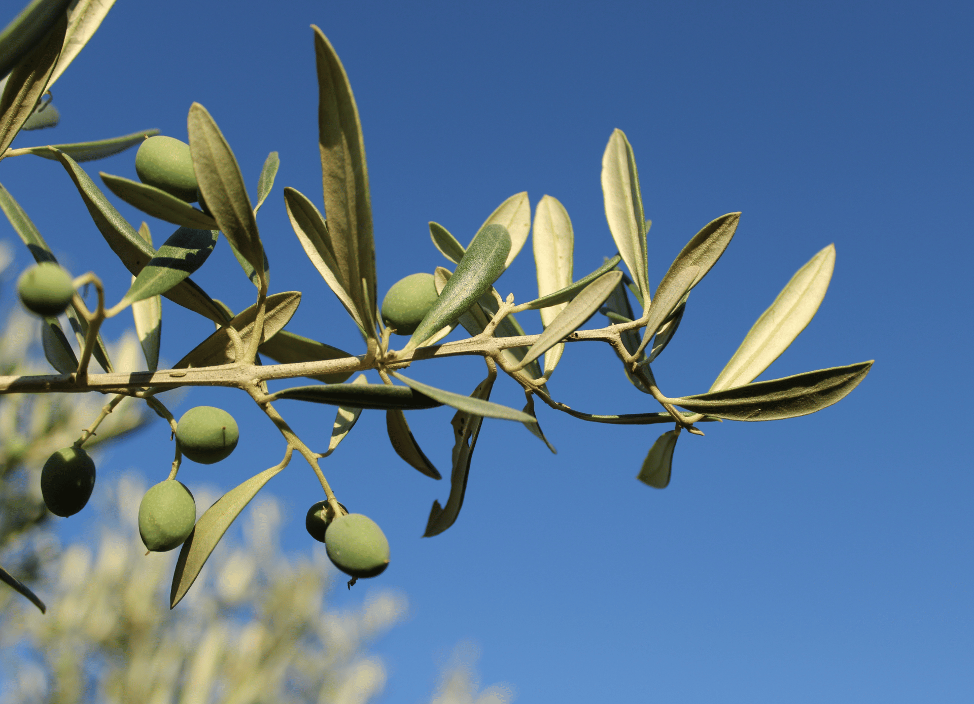 ramoscello olive italiane